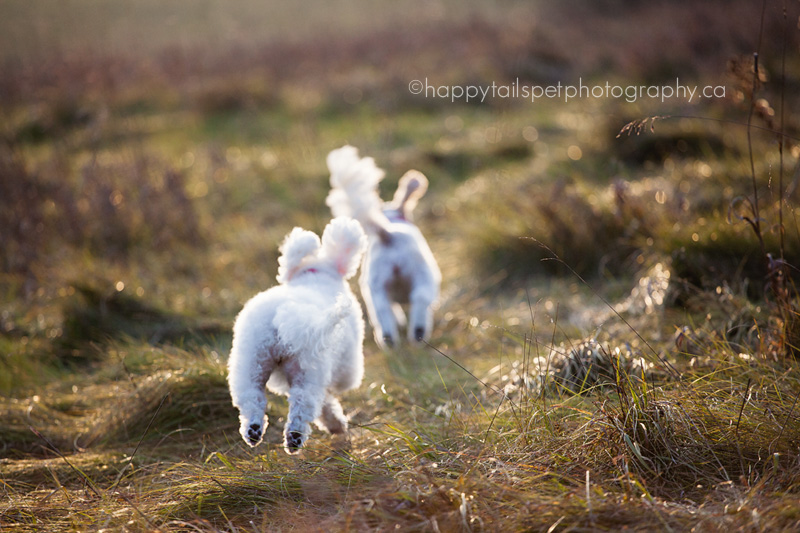 Pet photography of two happy dogs running in a field with sunshine.