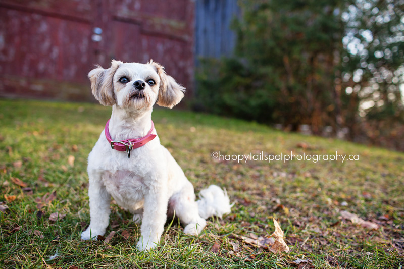 Scottsdale Farm pet photography session.