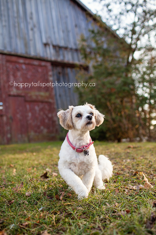 Farm dog photography by Happy Tails Pet Photography