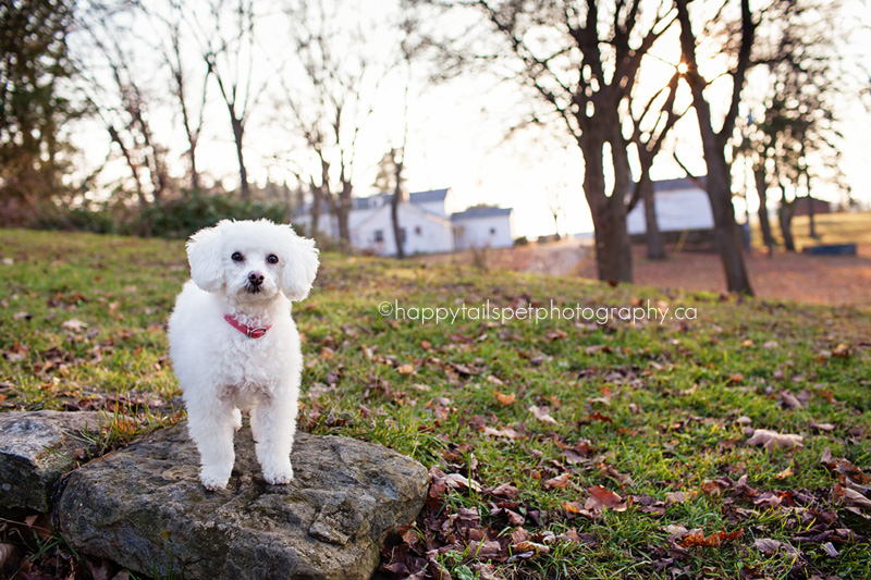 Ontario pet photogray at Scottsdale Farm