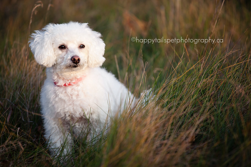 Outdoor dog portrait by Ontario pet photographer