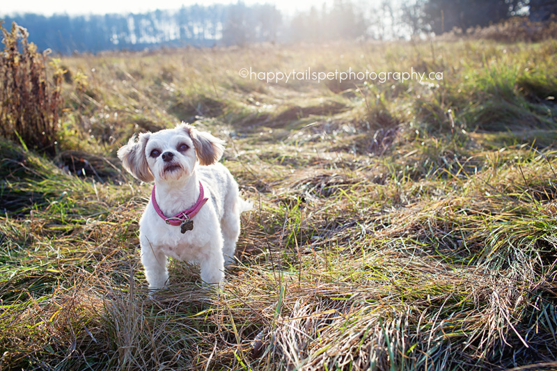 Fall pet photography session in Georgetown.