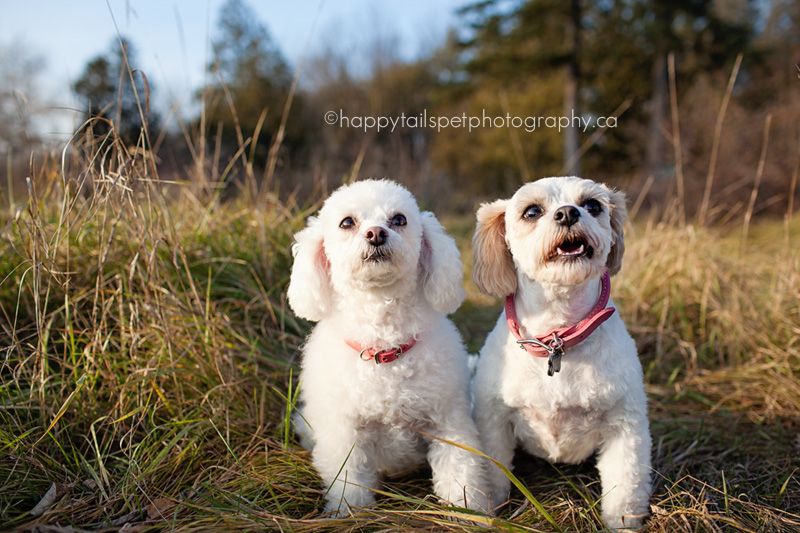 Two small dogs in a Georgetown, Ontario field.