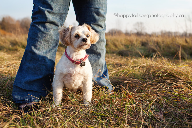 shih tzu dog between owner's legs.