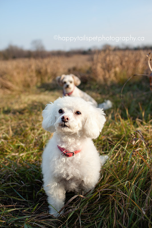 two small dogs in an Ontario farmer's field