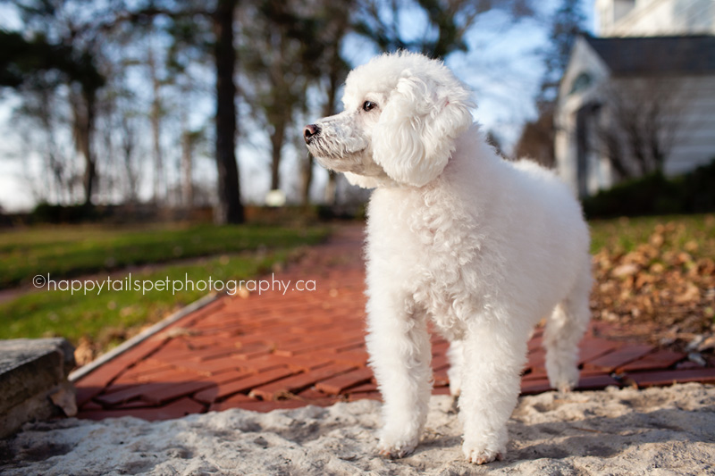 white bichon dog in late afternoon sun on location in Ontario.