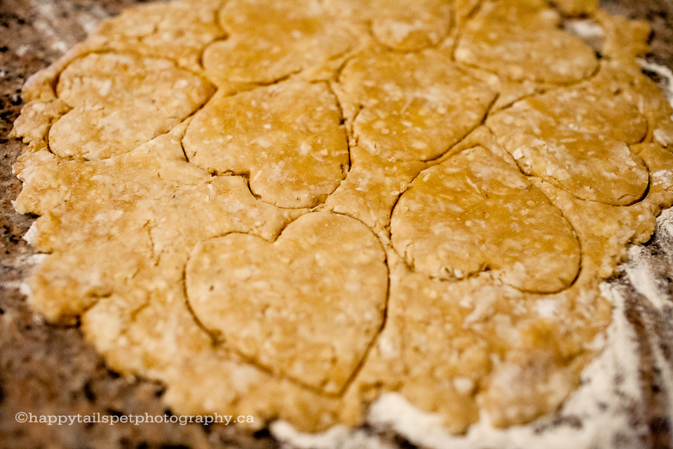 ontario pet photographer homemade dog treats