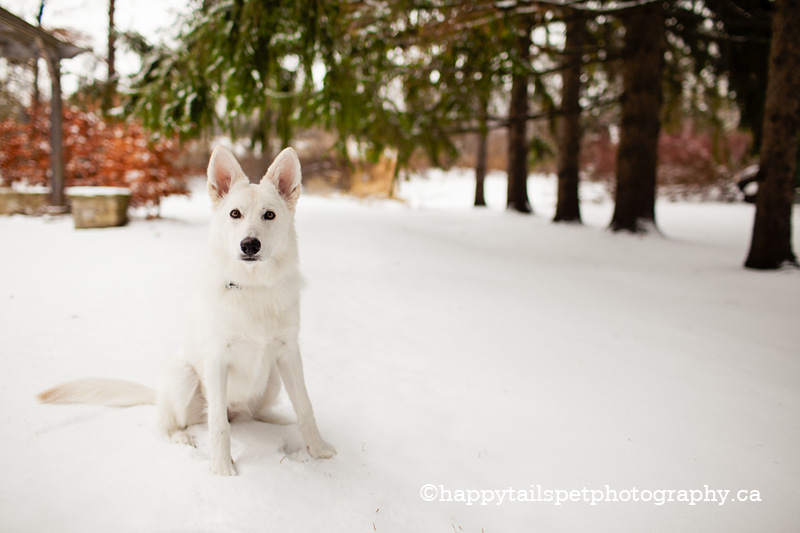 winter swiss sheperd puppy portrait