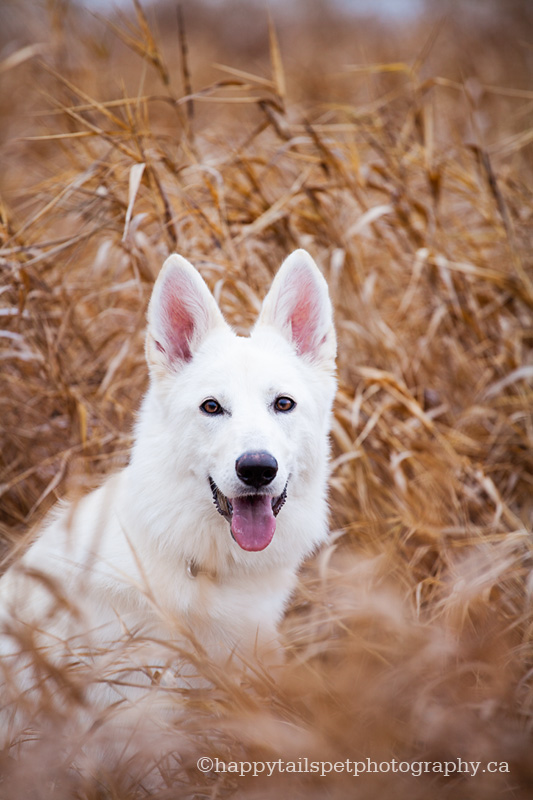 Ontario pet photography in Waterdown.