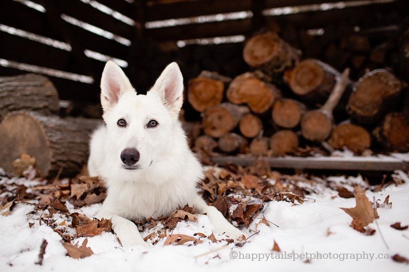 Outdoor pet photography with dog in wood shed.