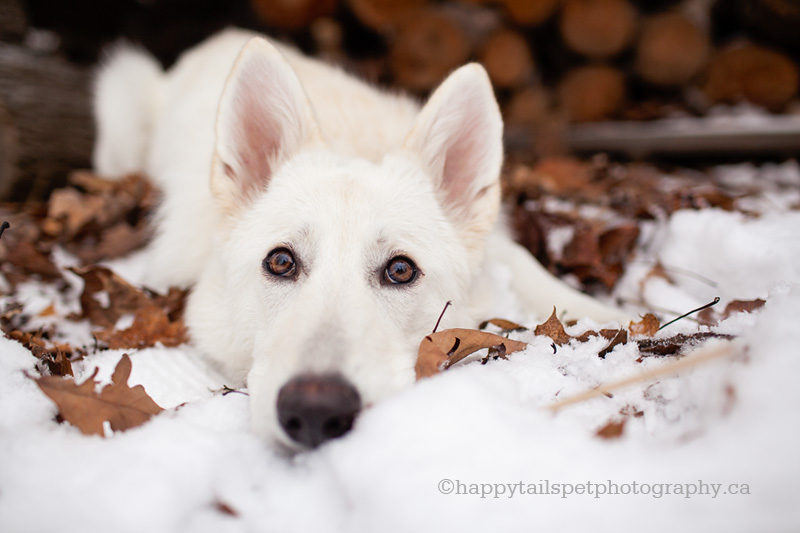 Ontario dog photography