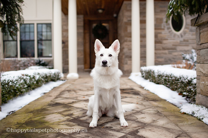 Dog in front of large house on Waterdown estate.