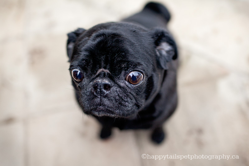 overhead shot of black pug