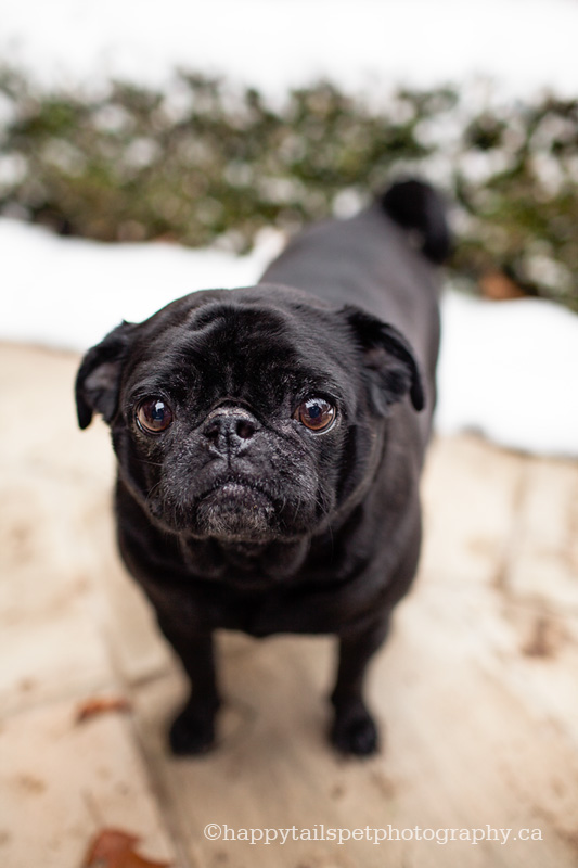 Ontario pet photography of pug