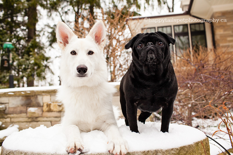 Photographing a white and black dog.