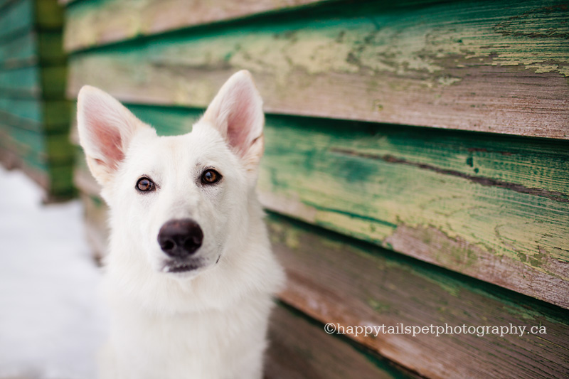 White Swiss sheperd puppy and green barn.