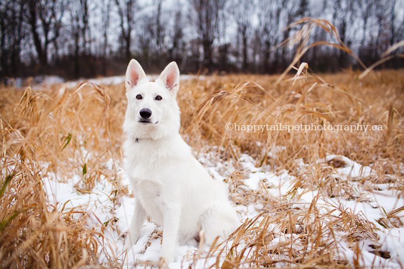 Winter pet portrait by Waterdown, Ontario pet photographer