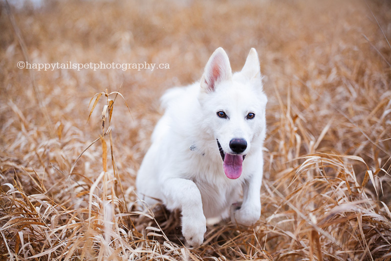 White dog leaping through long brown grass at winter pet photography session.