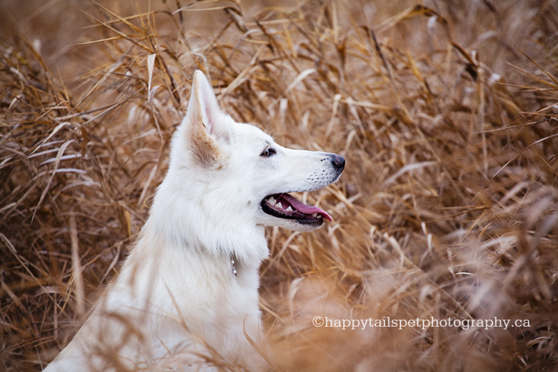 Profile of white Swiss sheperd puppy in long winter grass.