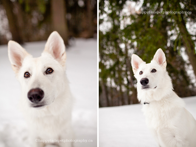 White dog in the snow by Happy Tails Pet Photography.