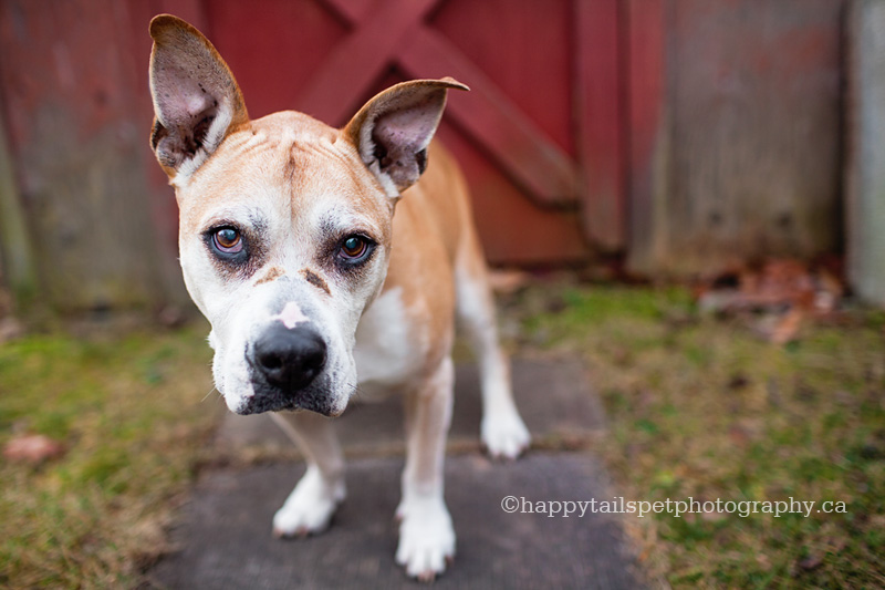 Backyard pet portraits by Happy Tails Pet Photography, Burlington pet photography