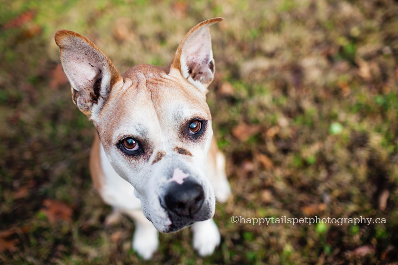 Senior dog photography outside in southwestern Ontario.