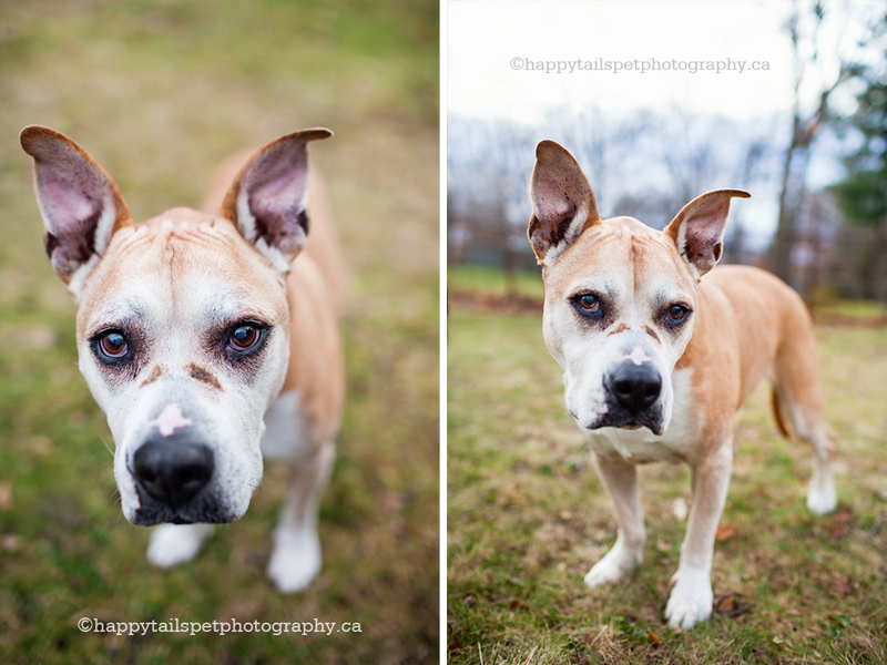 Staffordshire terrier dog pet portrait, Burlington pet photography.