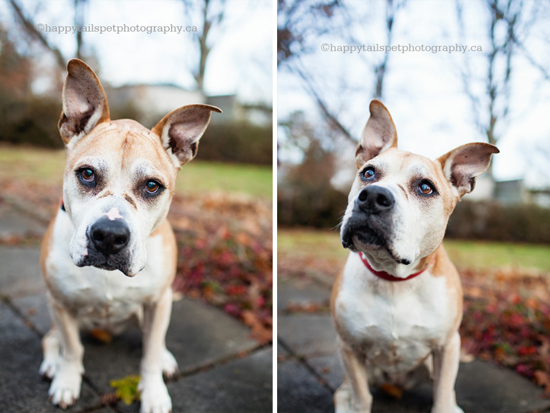 Blind and deaf senior dog pet portrait outside in Burlington.