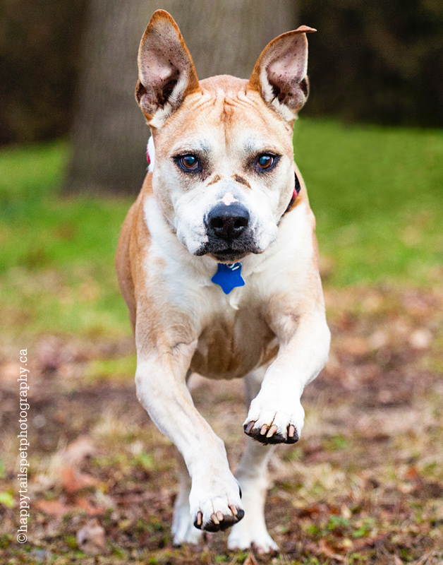 Action shot of dog running.