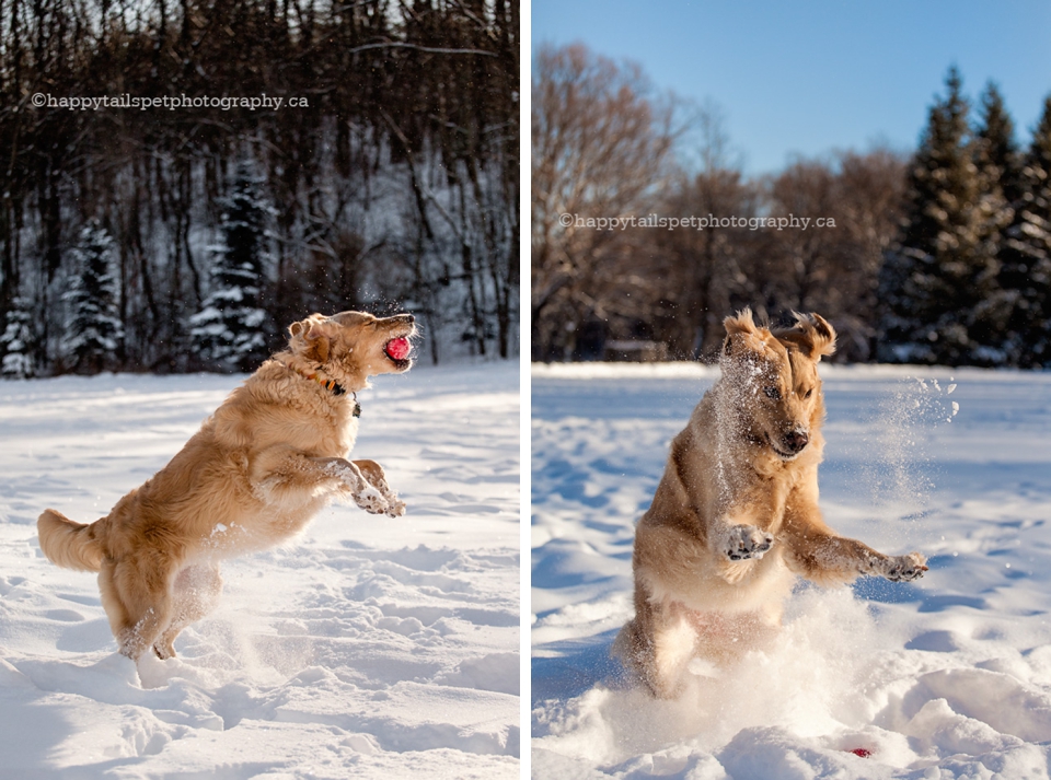 Golden retriever dogs plays in the snow with a ball in Burlington field photo.