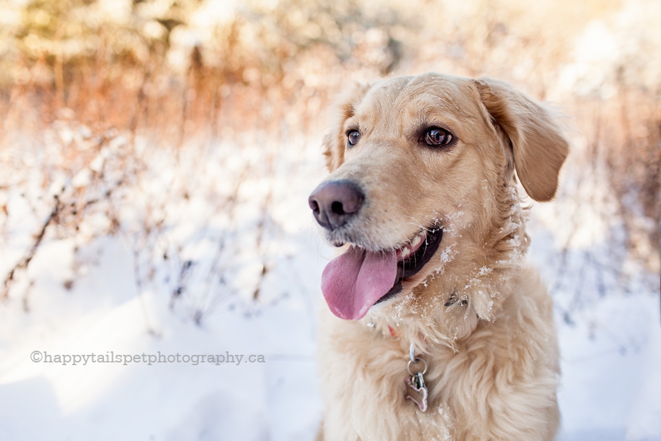 Pet portrait of a golden retriever in the winter at Burlington park photo