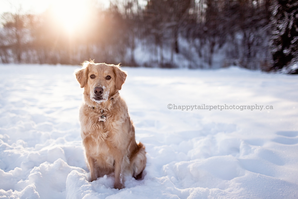 Burlington Ontairo winter pet photography session with Golden Retriever photo