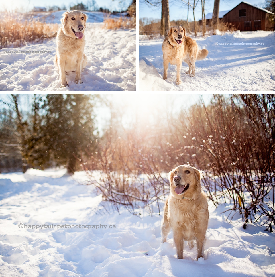 Outdoor and natural Ontario winter dog photography photo.