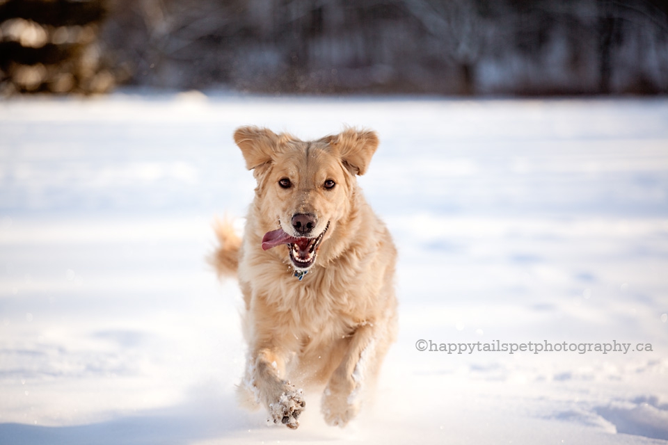 Winter pet photography in Burlington with running golden retriver, action photo