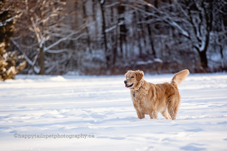 Golden retriever dog in a snowy Lowville Park for winter pet photography session photo