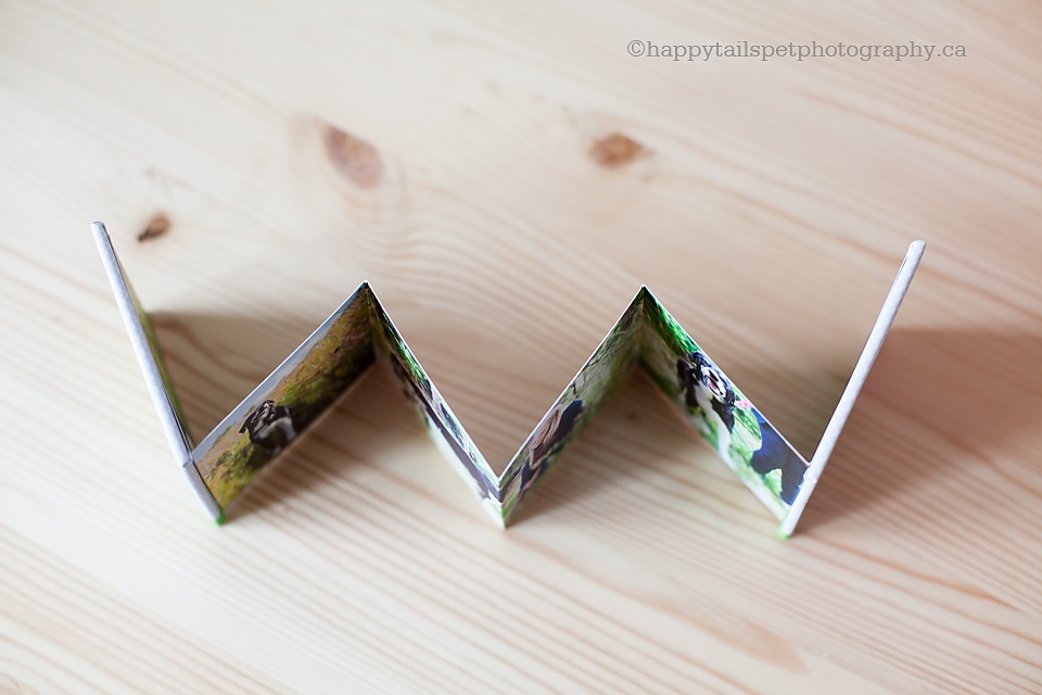 Dog photography photo zig zag album on wood desk photo.