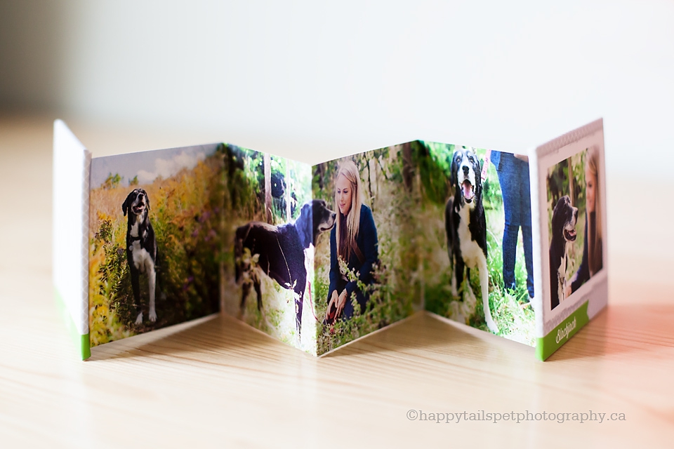 Dog photography mini accordion photo album by Burlington pet photographer