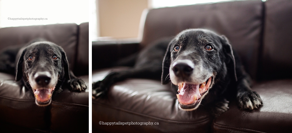 Modern Ontario lifestyle pet photography in Milton, Ontario with black dog photo.