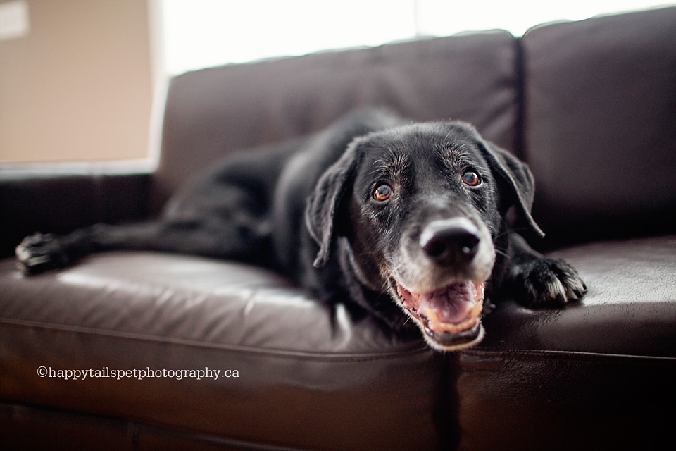 Happy black dog on a leather couch smiles for Milton pet photographer.