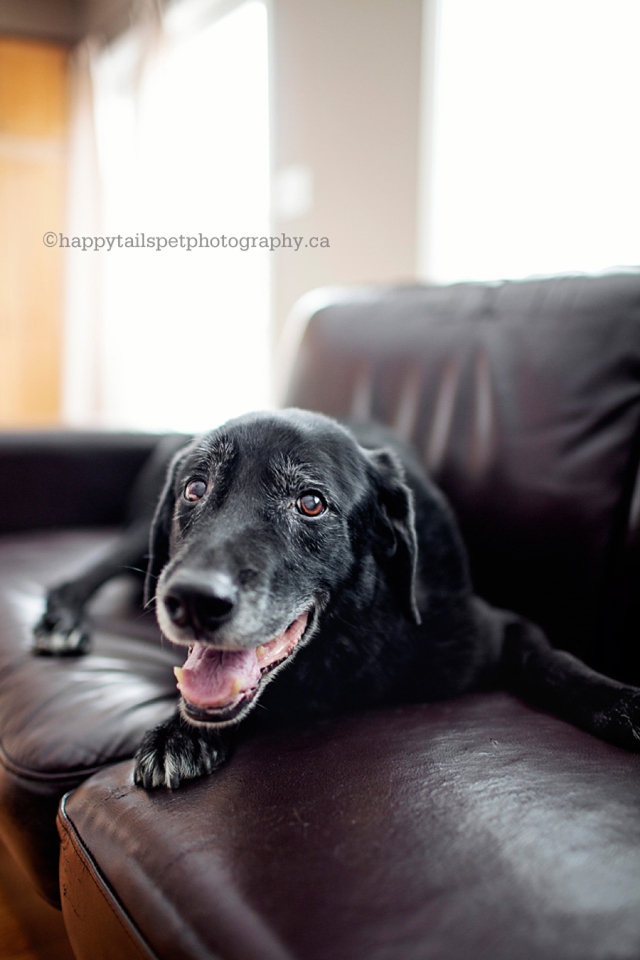 Indoor home pet portrait of a black lab cross dog on a couch photo.