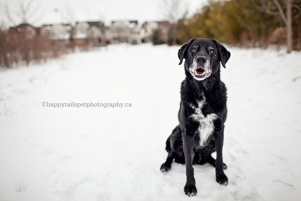 Outdoor Ontario winter pet photography with black dog in the snow photo.