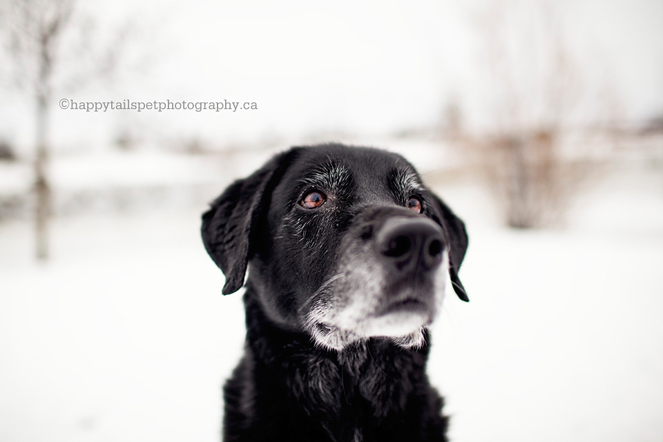 Black dog in the snow outside in a natural environment photo.