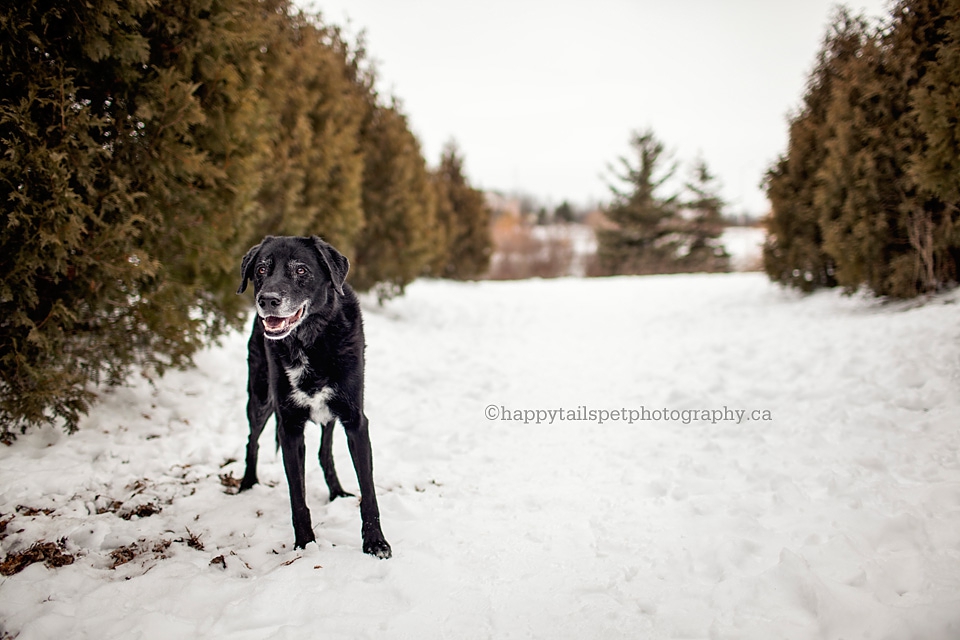 Modern natural light dog portrait in the snow photo.