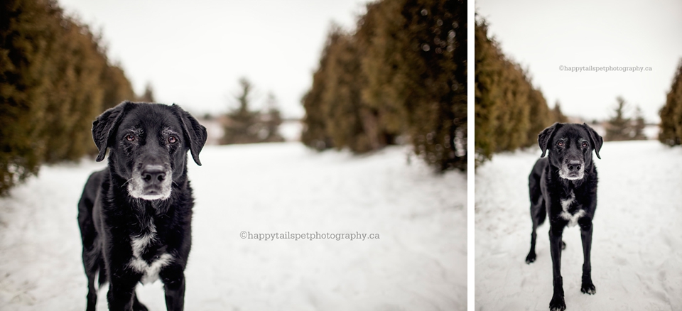 Milton, Ontario winter pet photography with black lab border collie cross dog photo.