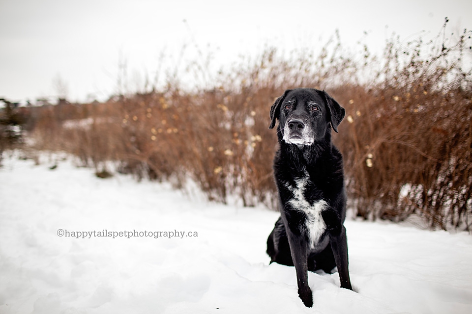 Black dog and tall natural grasses on a snowy trail photo.