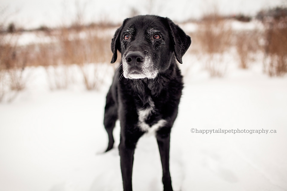 Winter photography of a black dog in the snow.