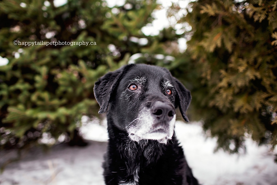 Senior black lab dog outide with pine trees in the winter in southern Ontario.