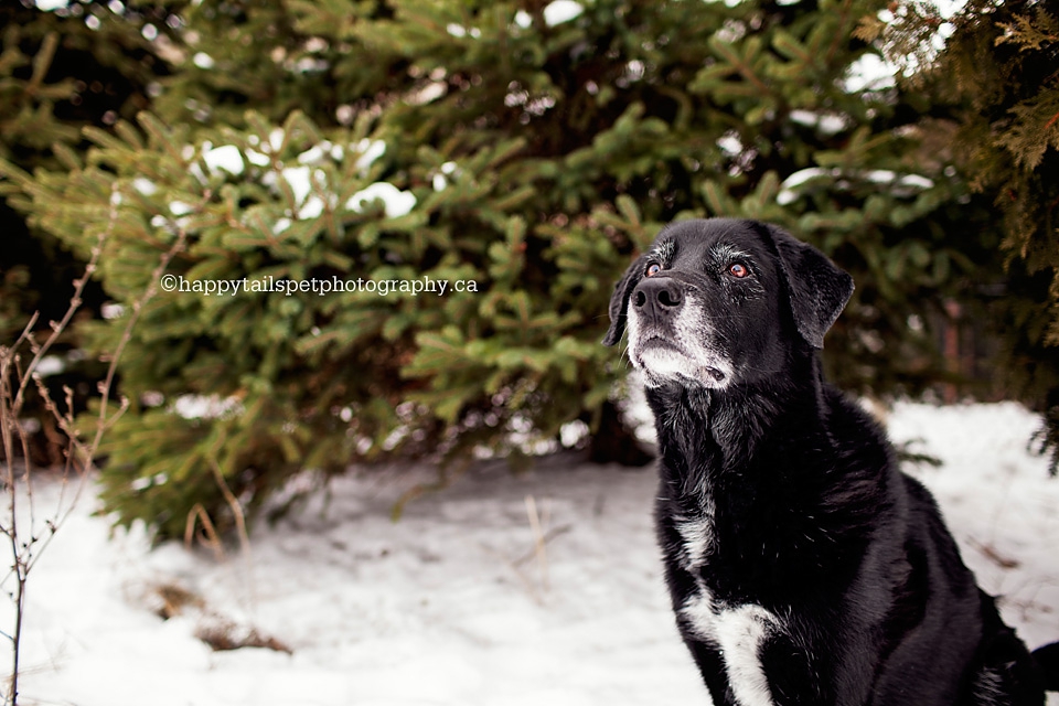 Jasper the lab mix dog in the Hawthorne neighbourhood of Milton.