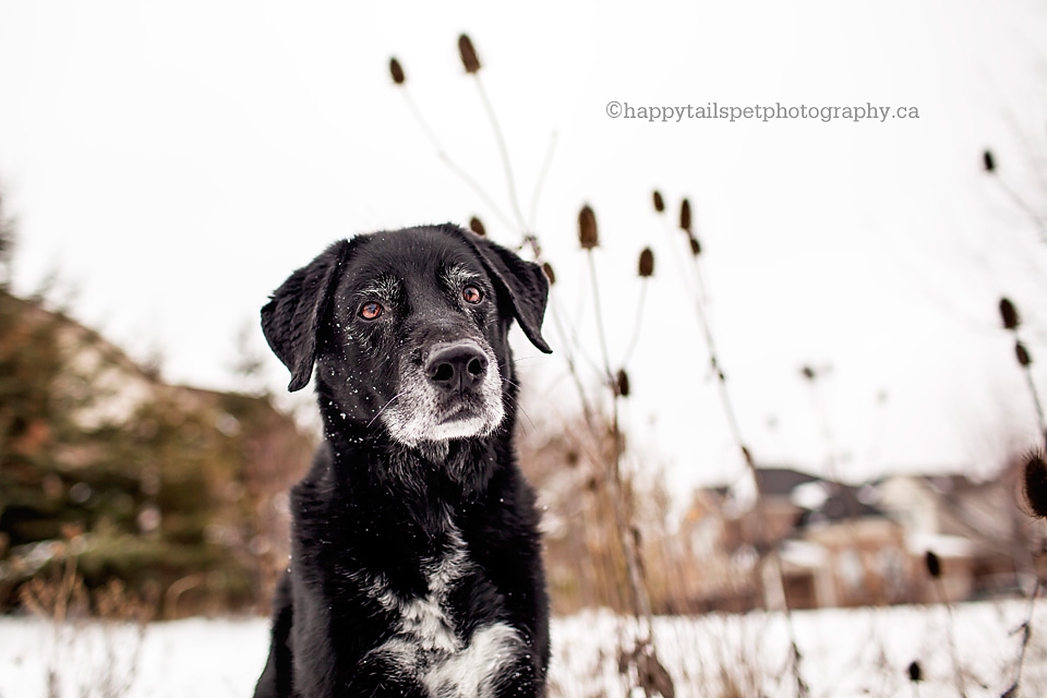 Photography location in a subdivision with natural elements and black and white dog photo.