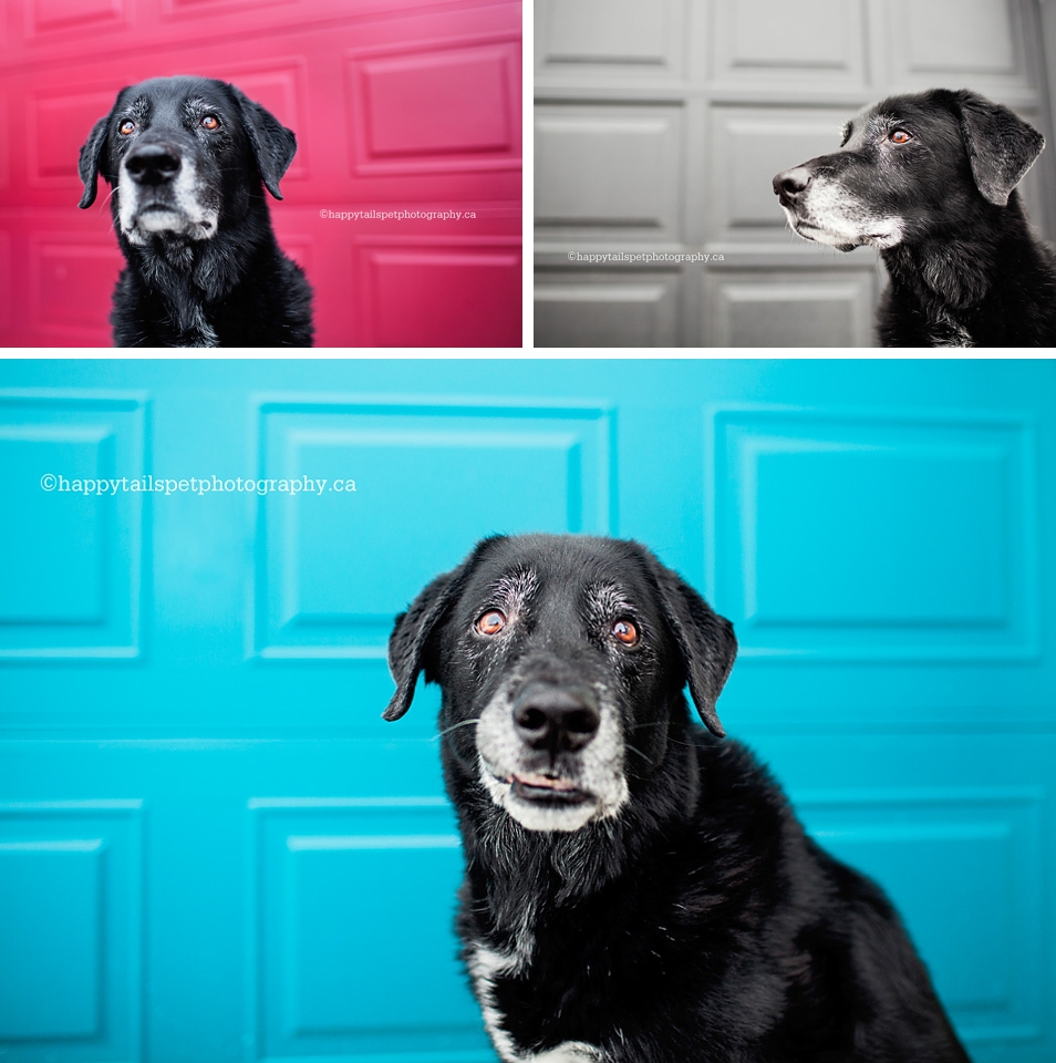 Dog and red, blue and gray garage door backdrops photo.